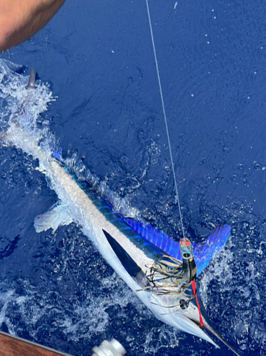 A photo of a marlin caught on an Atlantic Beach fishing charter.