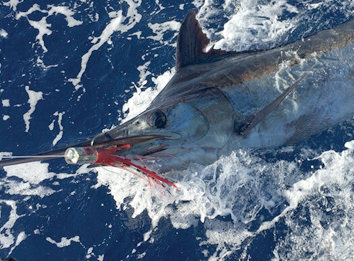 Endless Summer Sportfishing release.