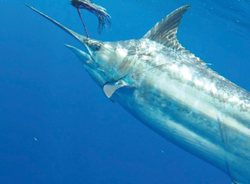 Endless Summer Sportfishing release.